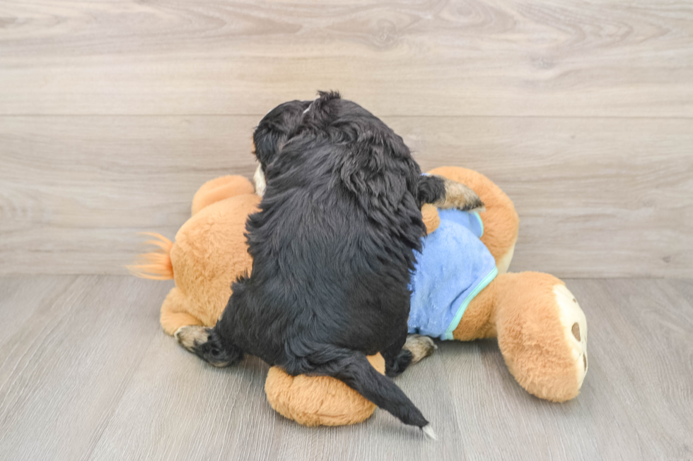 Mini Bernedoodle Pup Being Cute