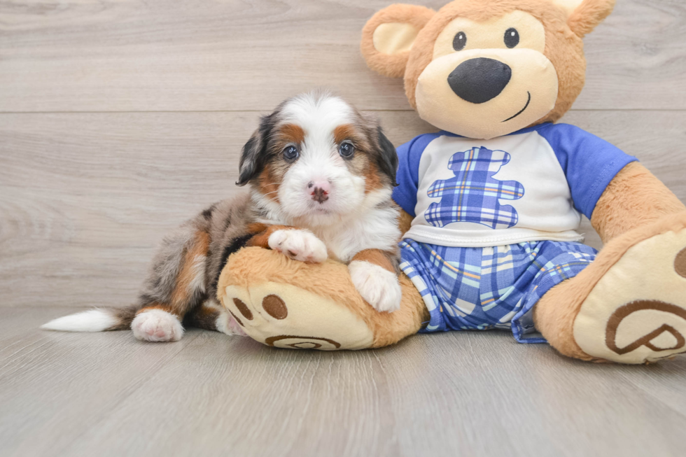 Mini Bernedoodle Pup Being Cute