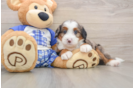 Best Mini Bernedoodle Baby