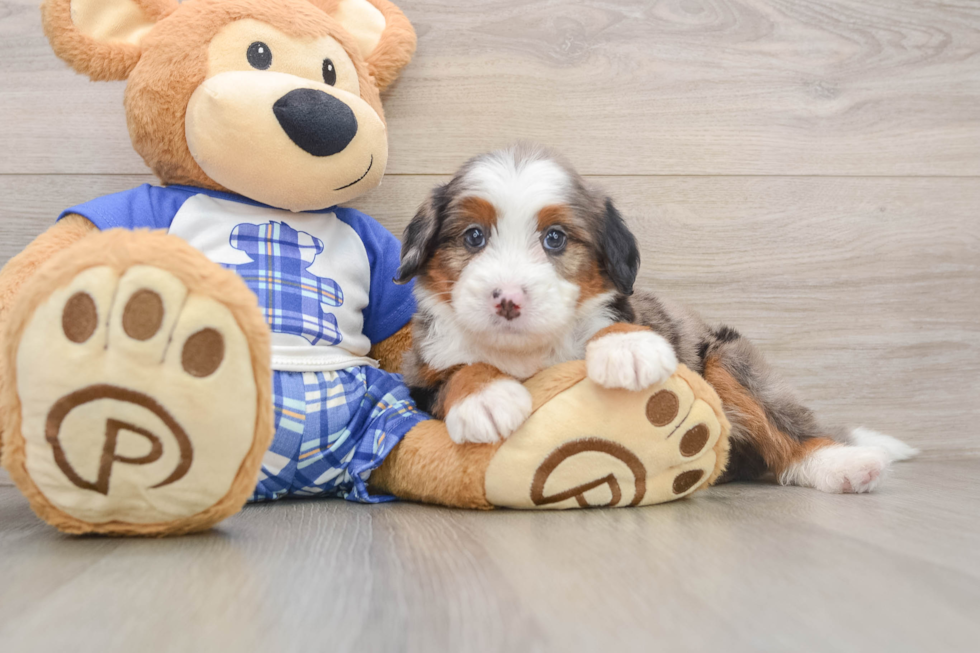Best Mini Bernedoodle Baby