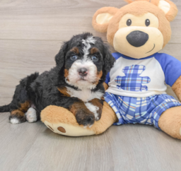 7 week old Mini Bernedoodle Puppy For Sale - Florida Fur Babies