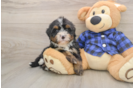 Funny Mini Bernedoodle Poodle Mix Pup