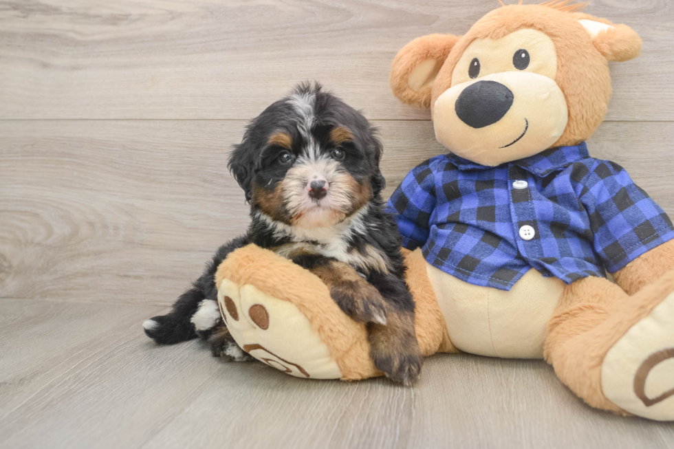 Funny Mini Bernedoodle Poodle Mix Pup