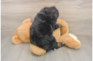 Best Mini Bernedoodle Baby