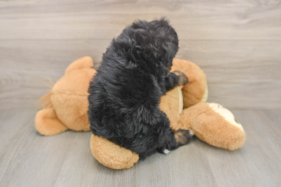 Best Mini Bernedoodle Baby