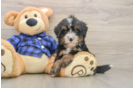 Mini Bernedoodle Puppy for Adoption