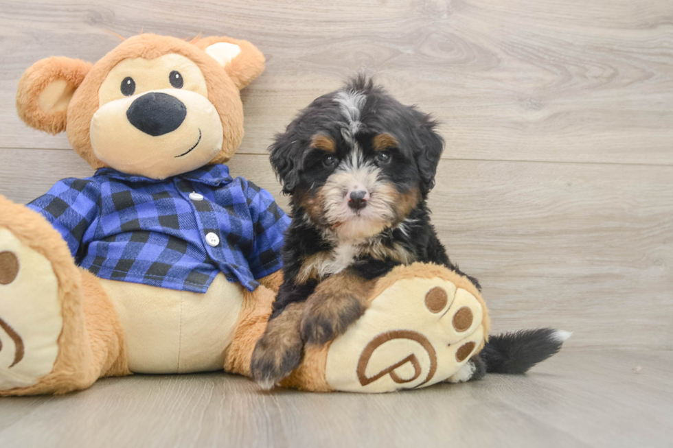 Mini Bernedoodle Puppy for Adoption