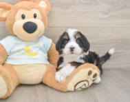 5 week old Mini Bernedoodle Puppy For Sale - Florida Fur Babies