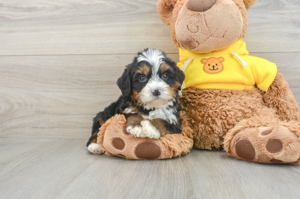 6 week old Mini Bernedoodle Puppy For Sale - Florida Fur Babies