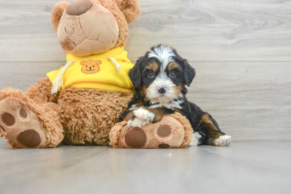 Best Mini Bernedoodle Baby