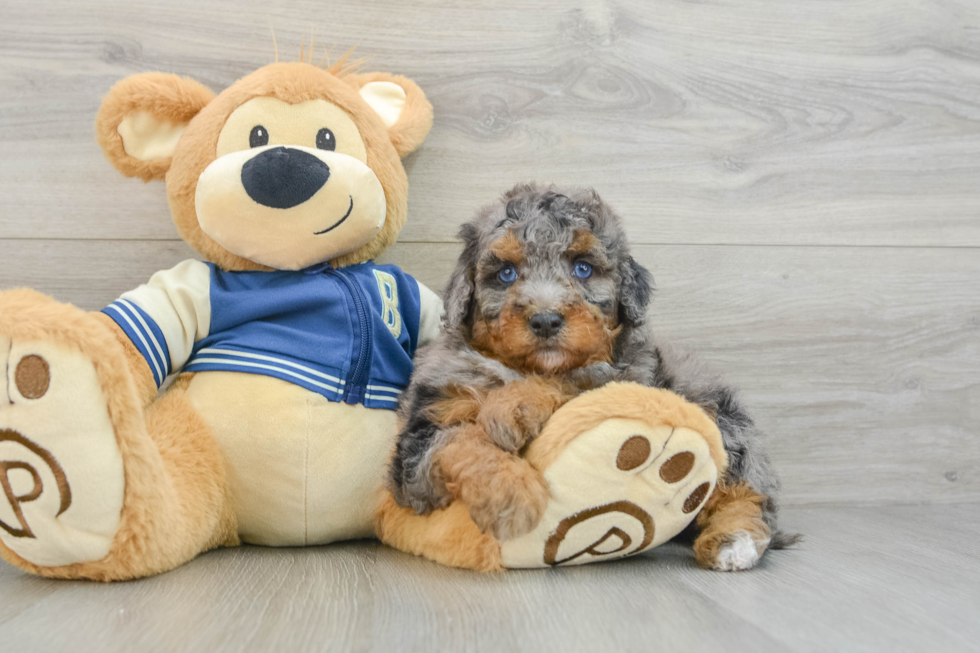 Funny Mini Bernedoodle Poodle Mix Pup