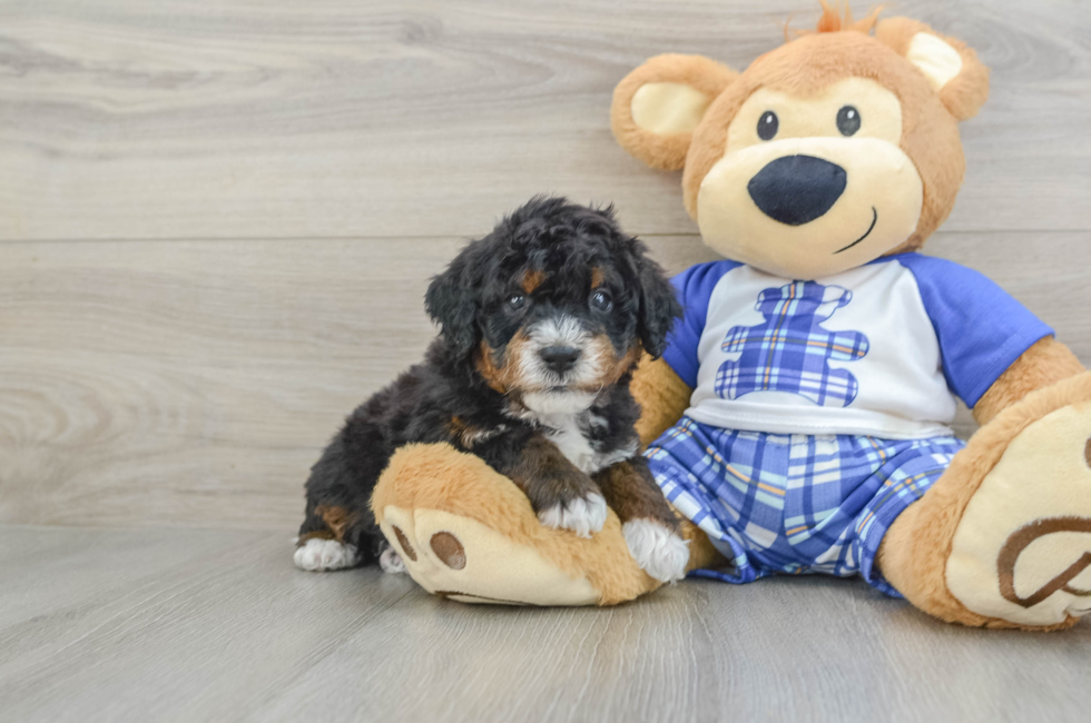 5 week old Mini Bernedoodle Puppy For Sale - Florida Fur Babies