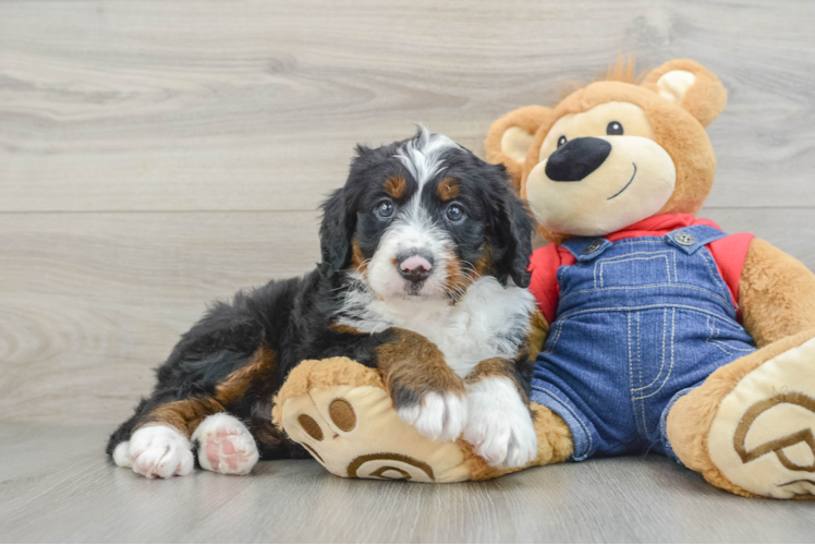 Best Mini Bernedoodle Baby