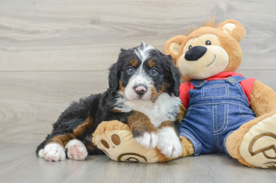 Best Mini Bernedoodle Baby