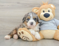 7 week old Mini Bernedoodle Puppy For Sale - Florida Fur Babies