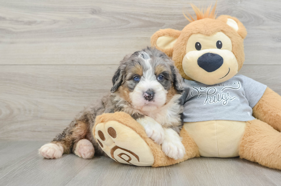 5 week old Mini Bernedoodle Puppy For Sale - Florida Fur Babies