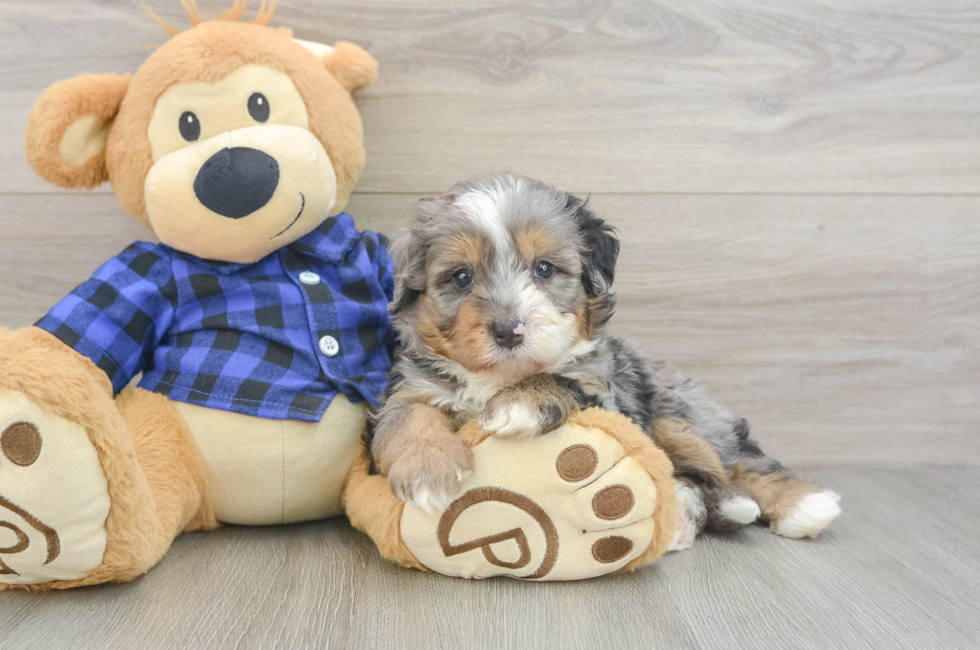 5 week old Mini Bernedoodle Puppy For Sale - Florida Fur Babies