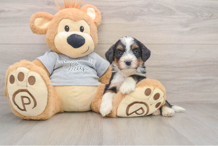Mini Bernedoodle Pup Being Cute