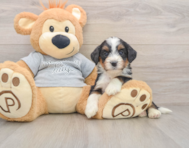 7 week old Mini Bernedoodle Puppy For Sale - Florida Fur Babies