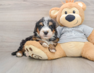 7 week old Mini Bernedoodle Puppy For Sale - Florida Fur Babies