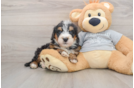 Mini Bernedoodle Puppy for Adoption