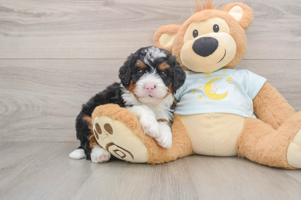 Best Mini Bernedoodle Baby