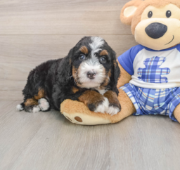 7 week old Mini Bernedoodle Puppy For Sale - Florida Fur Babies