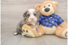 Hypoallergenic Mini Bernesedoodle Poodle Mix Puppy