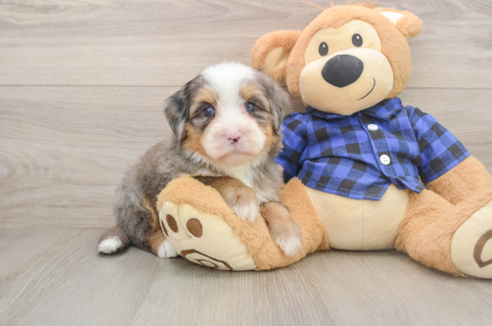 Hypoallergenic Mini Bernesedoodle Poodle Mix Puppy