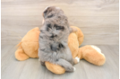 Mini Bernedoodle Pup Being Cute