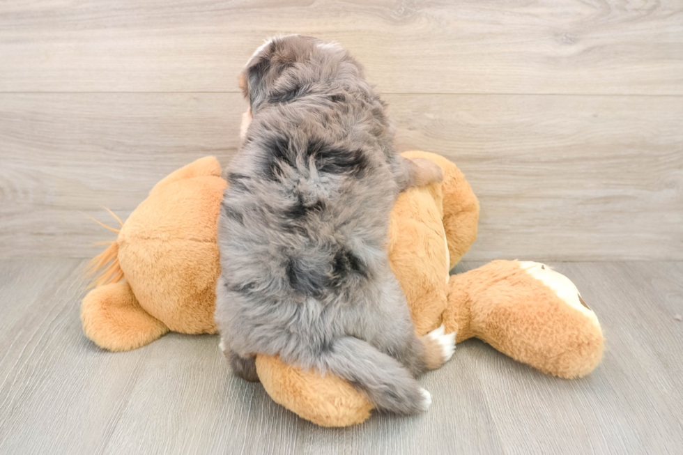 Mini Bernedoodle Pup Being Cute