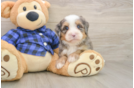 Playful Mini Bernadoodle Poodle Mix Puppy