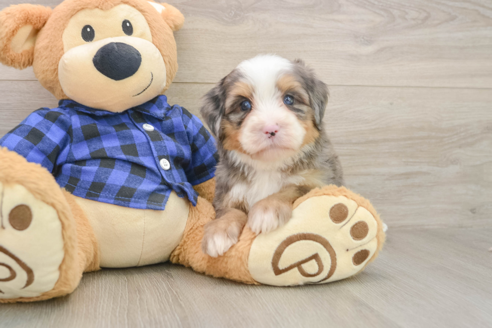 Playful Mini Bernadoodle Poodle Mix Puppy