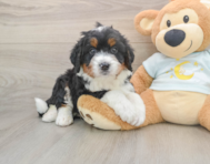 5 week old Mini Bernedoodle Puppy For Sale - Florida Fur Babies