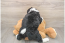 Mini Bernedoodle Puppy for Adoption