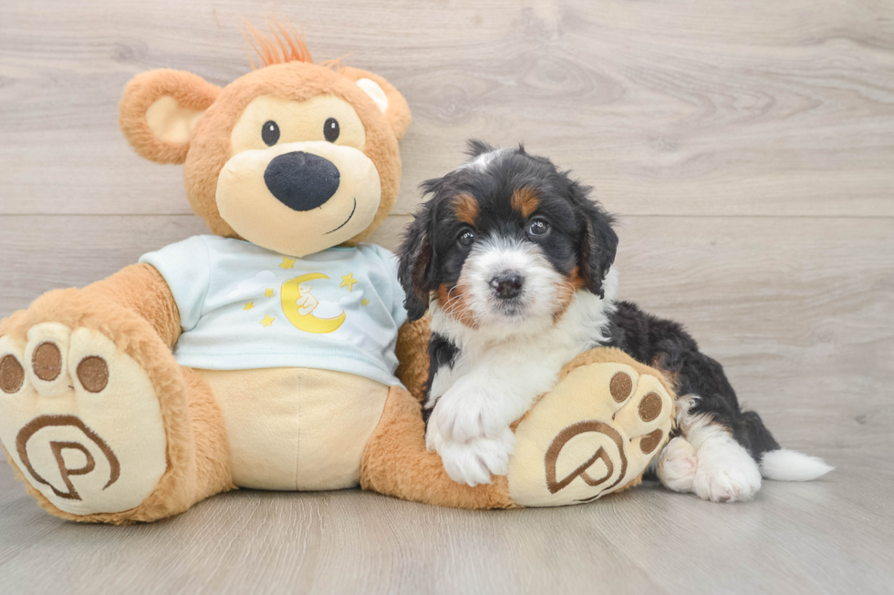 Best Mini Bernedoodle Baby