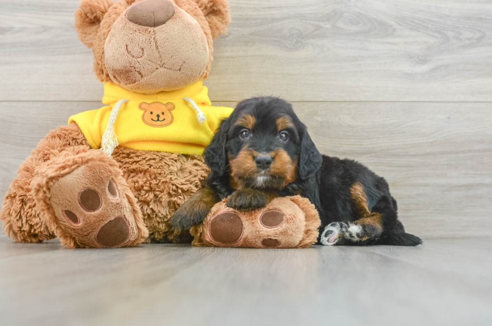 6 week old Mini Bernedoodle Puppy For Sale - Florida Fur Babies