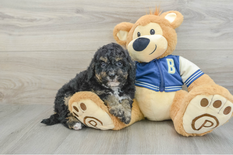 Best Mini Bernedoodle Baby