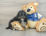 8 week old Mini Bernedoodle Puppy For Sale - Florida Fur Babies