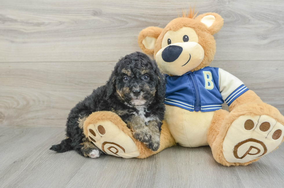 5 week old Mini Bernedoodle Puppy For Sale - Florida Fur Babies