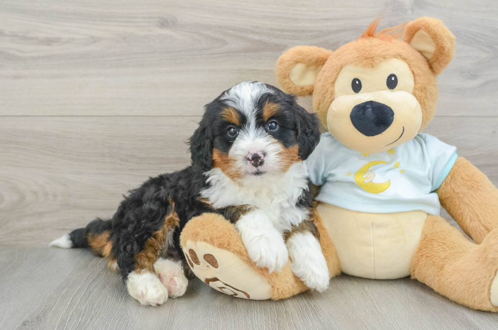 6 week old Mini Bernedoodle Puppy For Sale - Florida Fur Babies