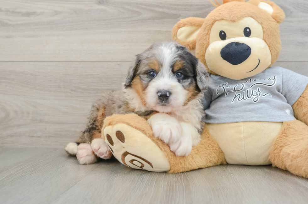 5 week old Mini Bernedoodle Puppy For Sale - Florida Fur Babies