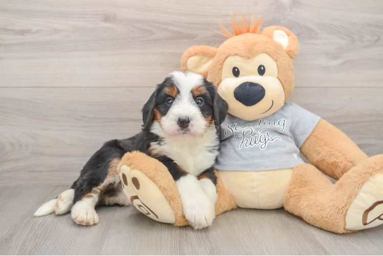 Smart Mini Bernedoodle Poodle Mix Pup