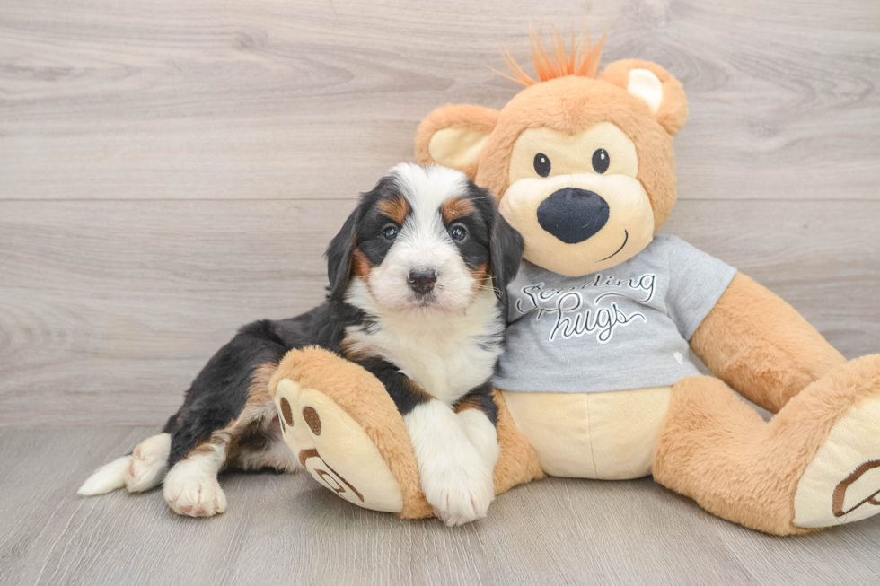 Smart Mini Bernedoodle Poodle Mix Pup