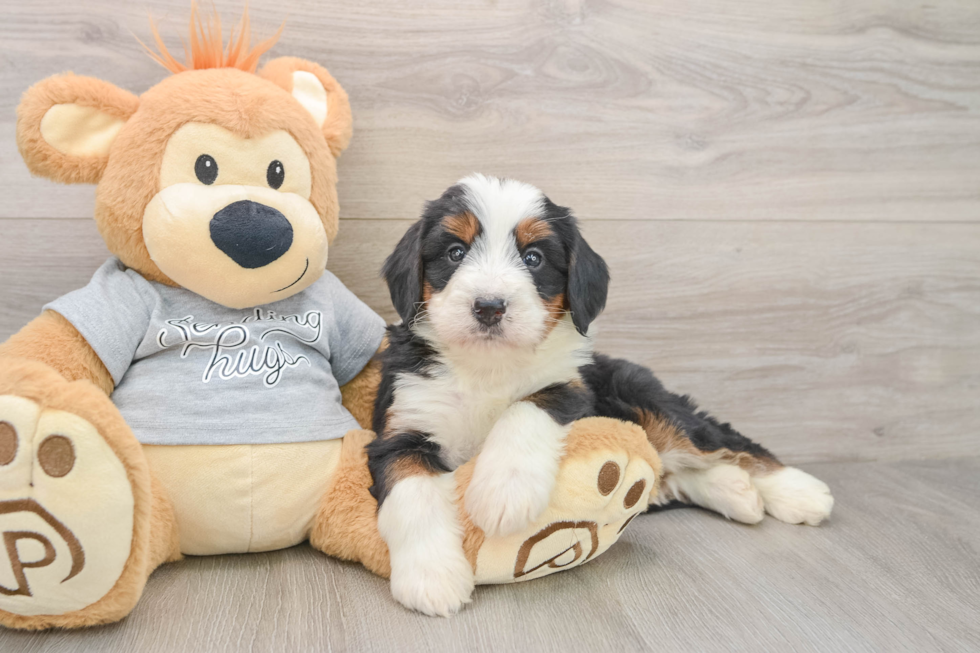 Petite Mini Bernedoodle Poodle Mix Pup