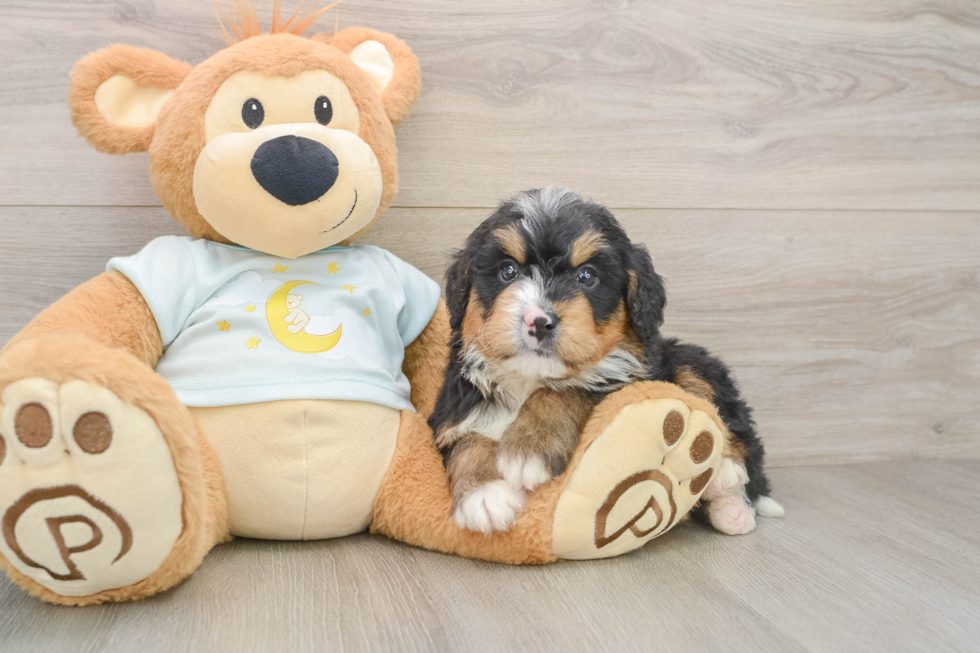 Little Mini Bernadoodle Poodle Mix Puppy