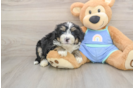 Mini Bernedoodle Puppy for Adoption