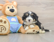7 week old Mini Bernedoodle Puppy For Sale - Florida Fur Babies
