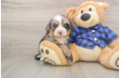 Mini Bernedoodle Puppy for Adoption
