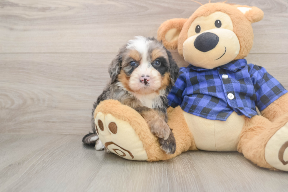 Mini Bernedoodle Puppy for Adoption